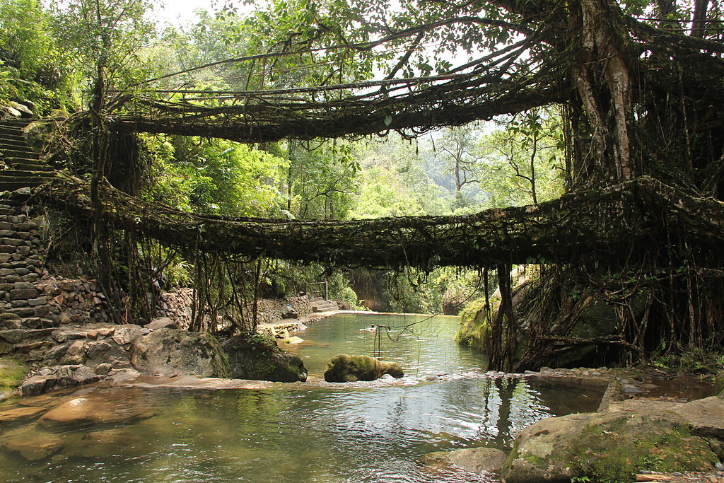 Living Root Bridges