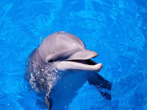 Marineland Surge