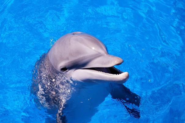 Marineland Surge