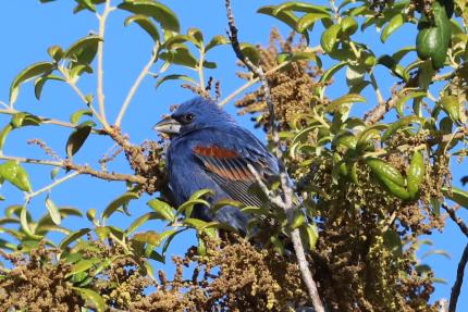 bird birding