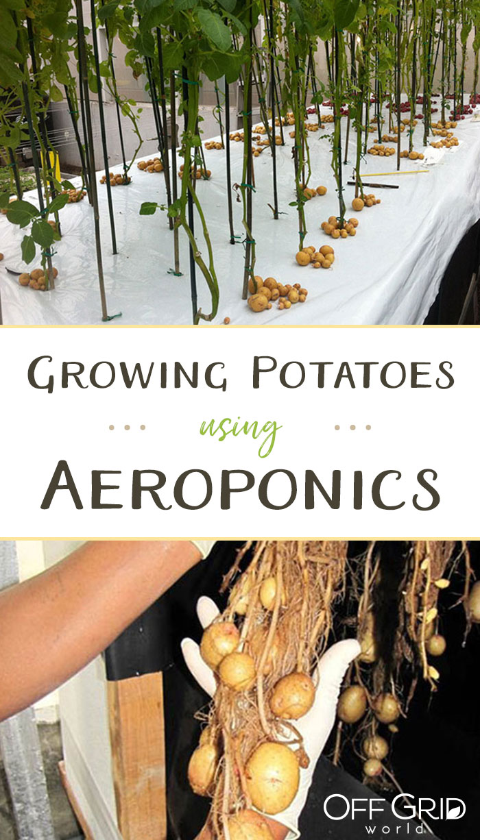 Aeroponic potatoes