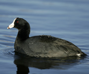 American-Coot