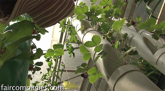 backyard aquaponics system