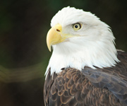 bald-eagle