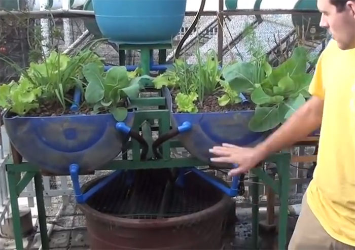 barrel-aquaponics1