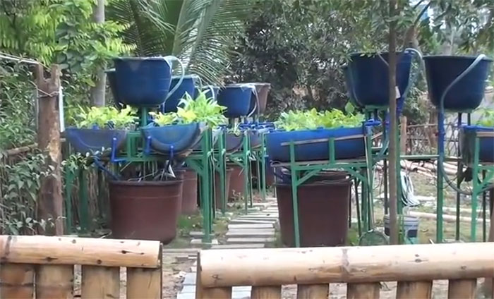 barrel-aquaponics3