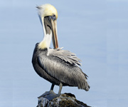 Brown-Pelican