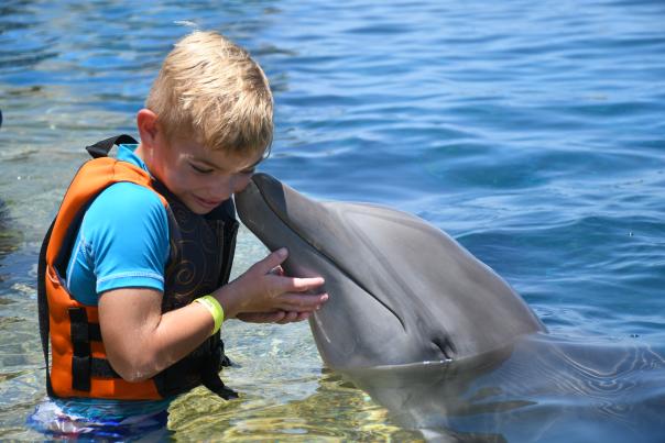 dolphin marineland