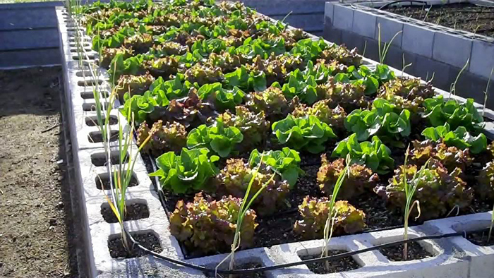 Cinder block raised garden