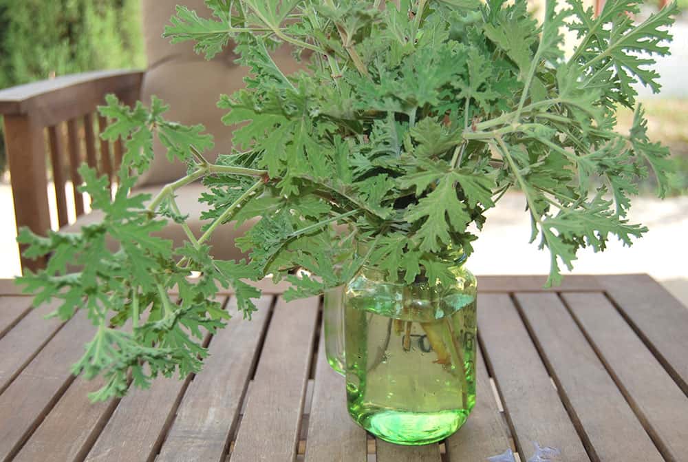 Citronella as a mosquito repellent