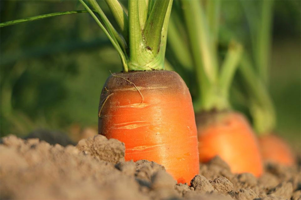 Companion planting