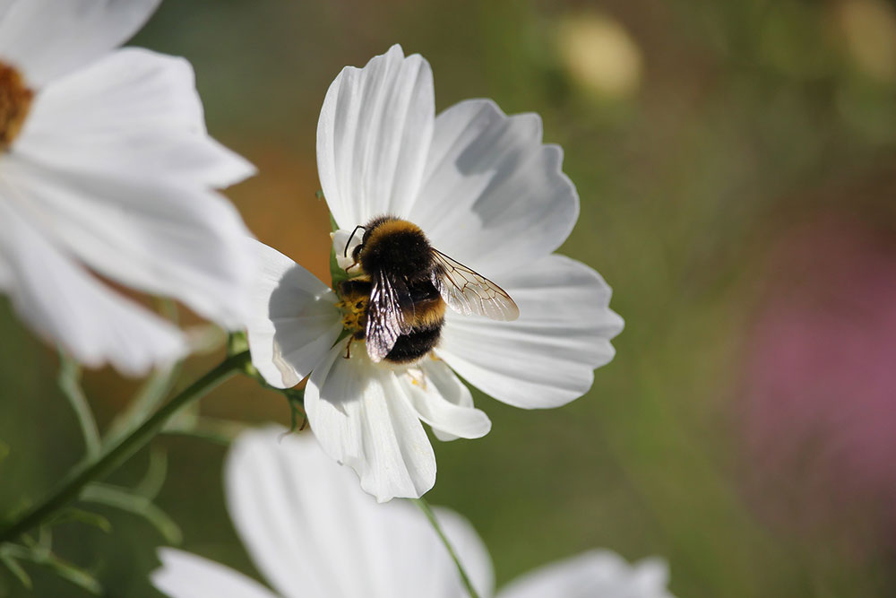 Benefits of companion planting