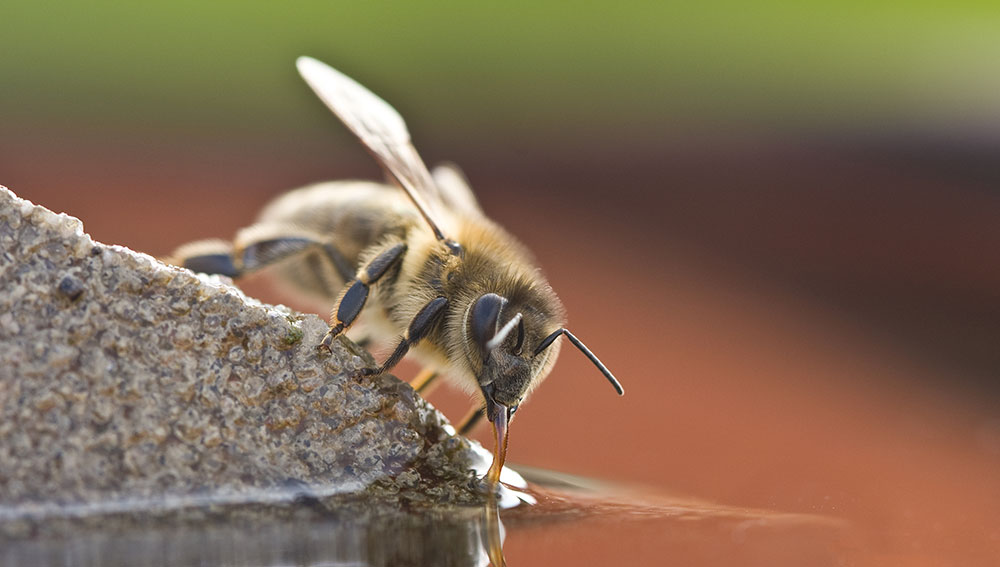 DIY bee watering station