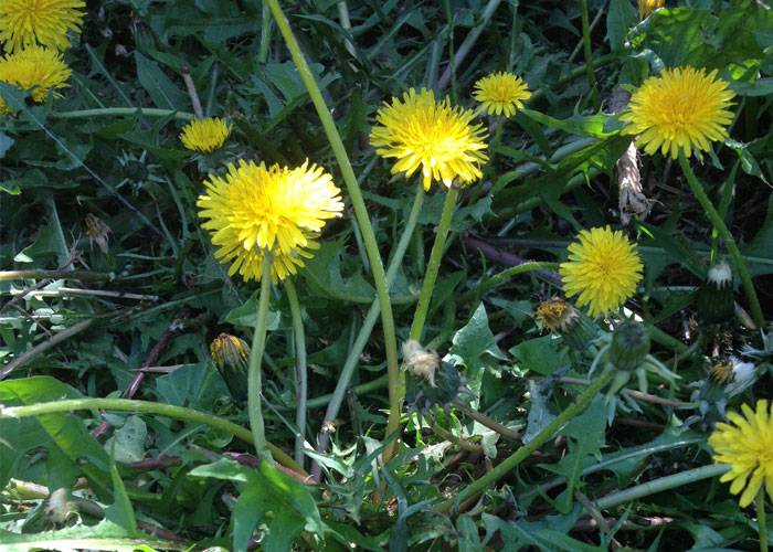 edible dandelions