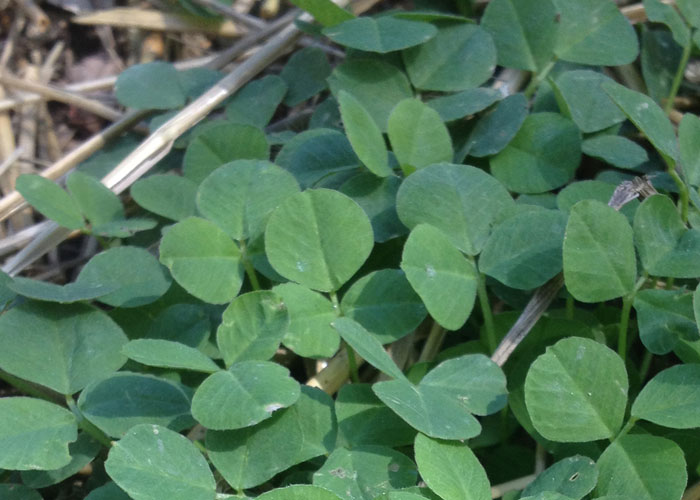 Edible clover