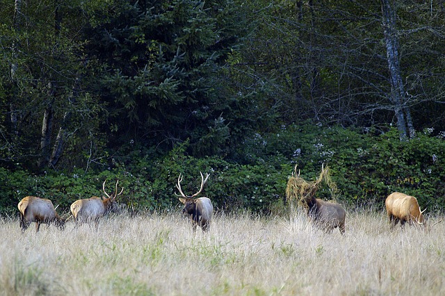 Elk