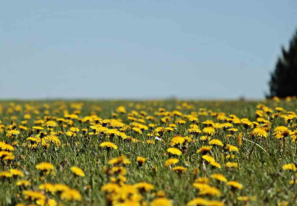 Foraging wild edibles