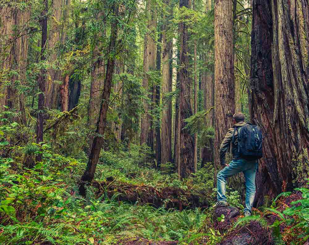 Foraging wild edibles 