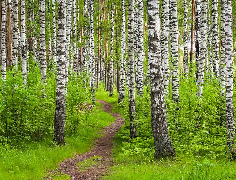 Foraging wild edibles