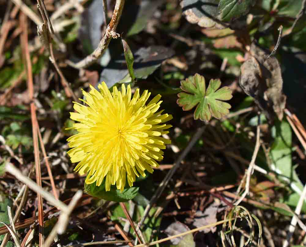 Foraging wild edibles