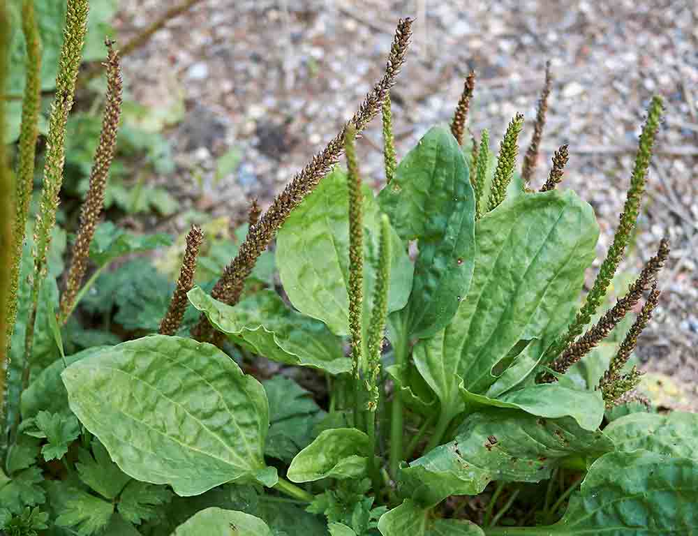 Foraging wild edibles