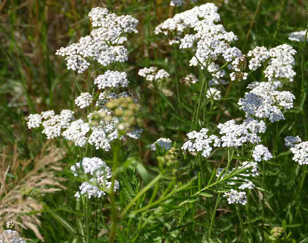 Foraging wild edibles