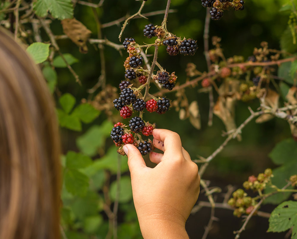 Foraging wild edibles