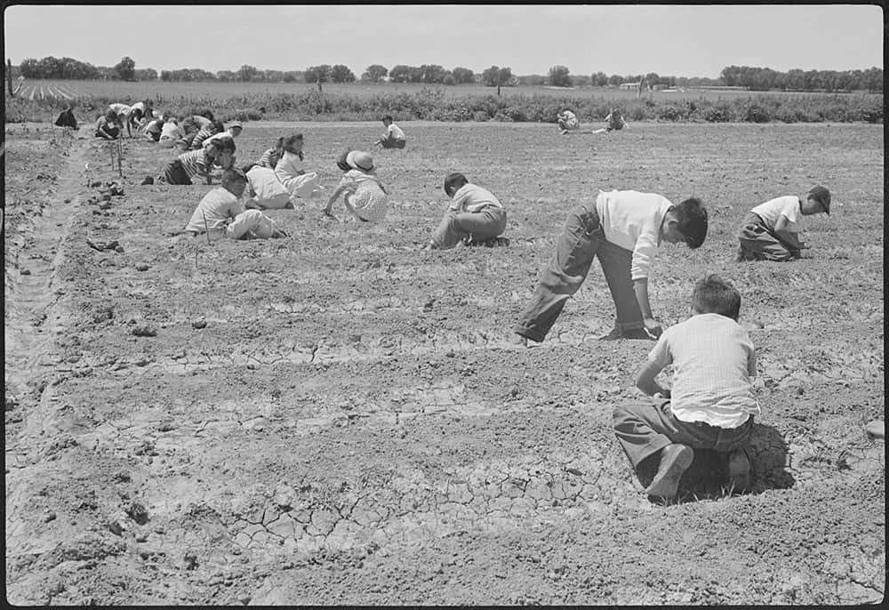 Fourth graders working in their school garden