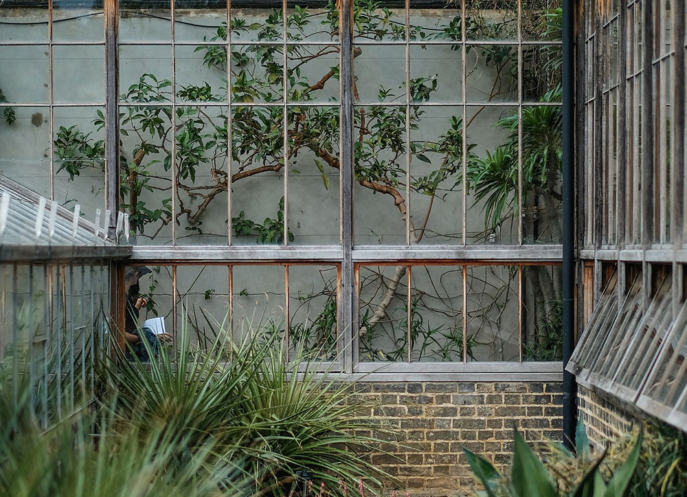 Greenhouse built with old windows