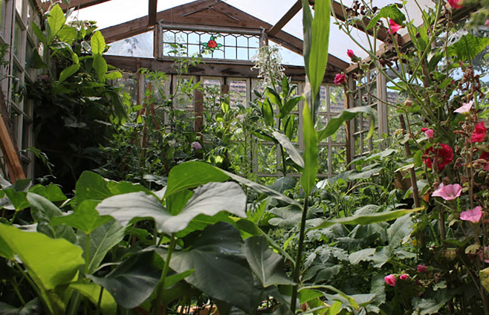 Greenhouse made with old windows and pallets