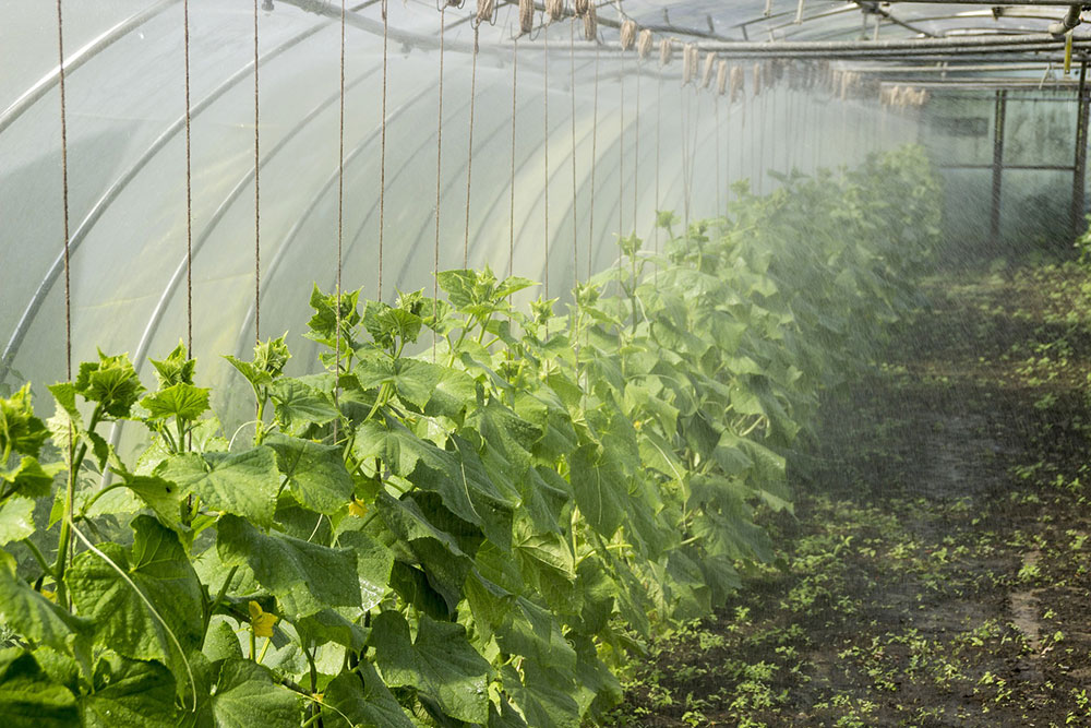 Growing cucumbers in pots