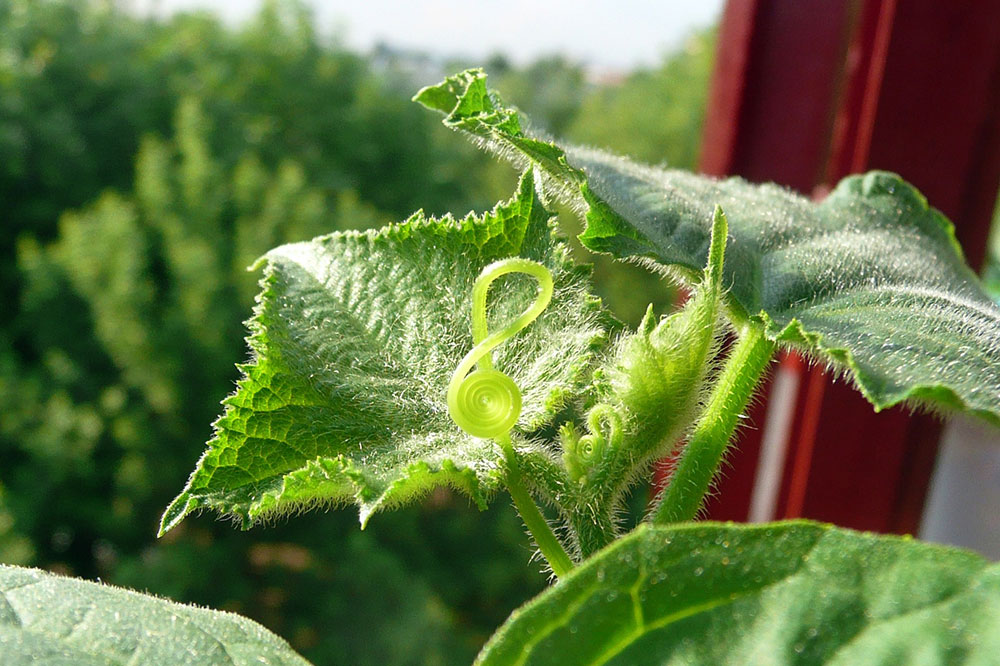 Growing cucumbers in pots