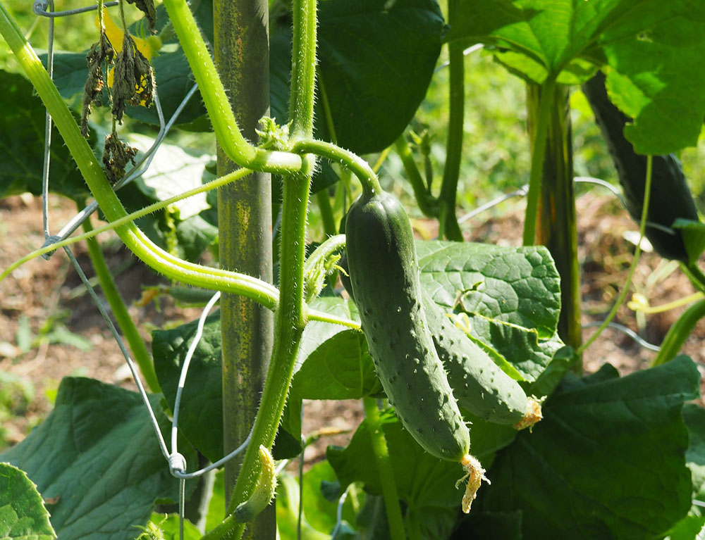 Growing cucumbers in pots