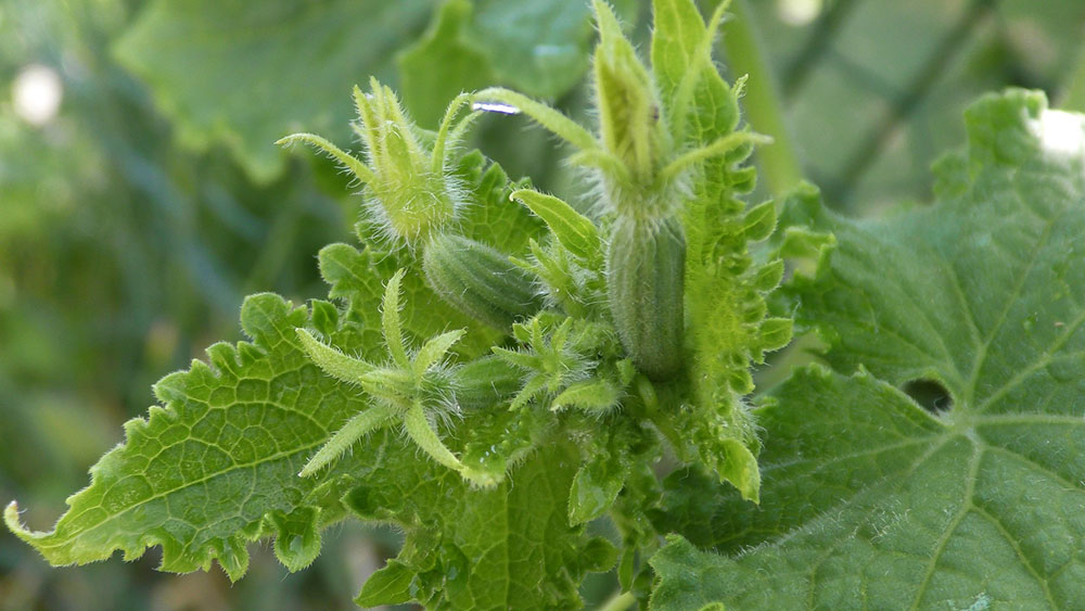 Growing cucumbers in pots