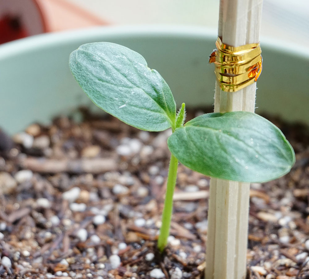 Growing cucumbers in pots