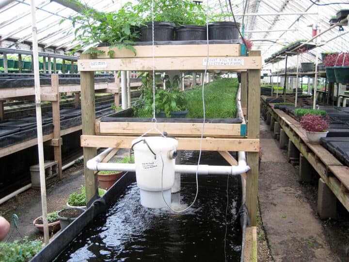 Growing Power aquaponics