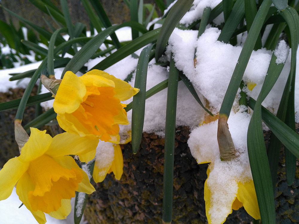 Cold hardy plants