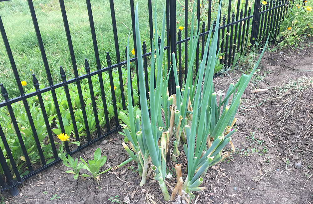 How to preserve green onions