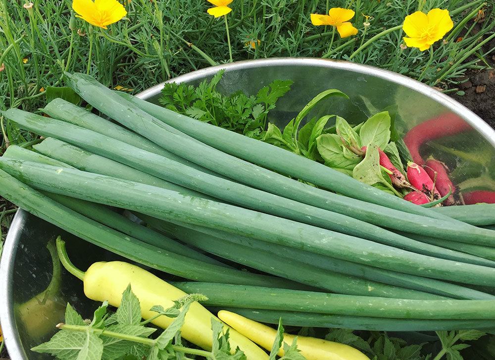 How to preserve green onions