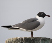 Laughing-Gull