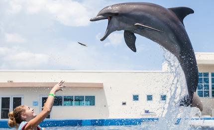 Marineland Dolphin Adventure