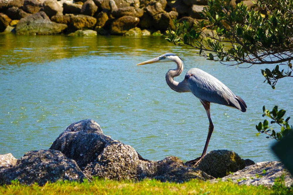 Crane Bird in Flagler Beach