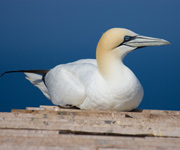 Northern-Gannet