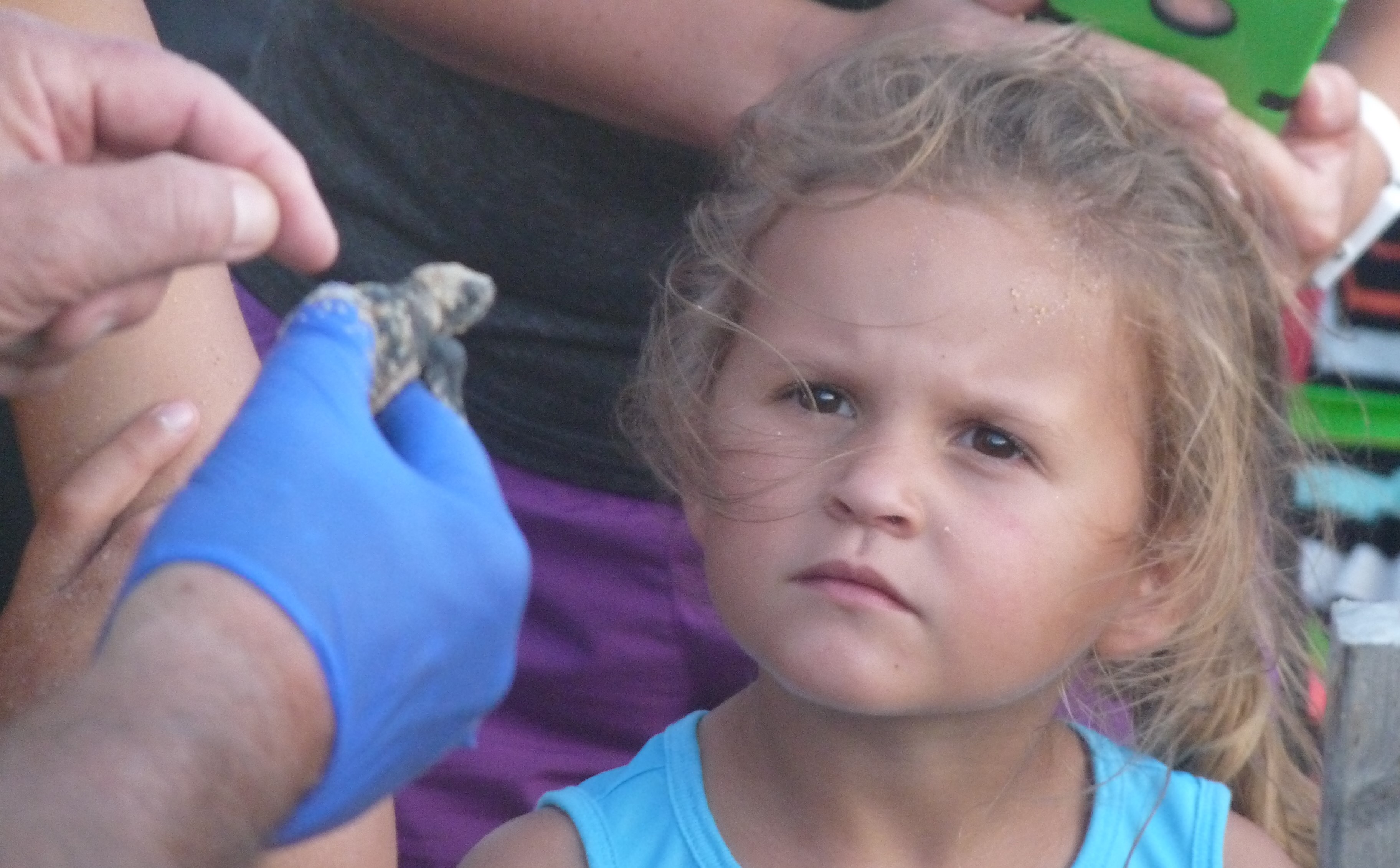 Sea Turtle Nest Cleaning