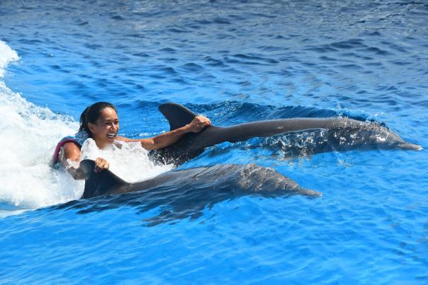 marineland dolphin