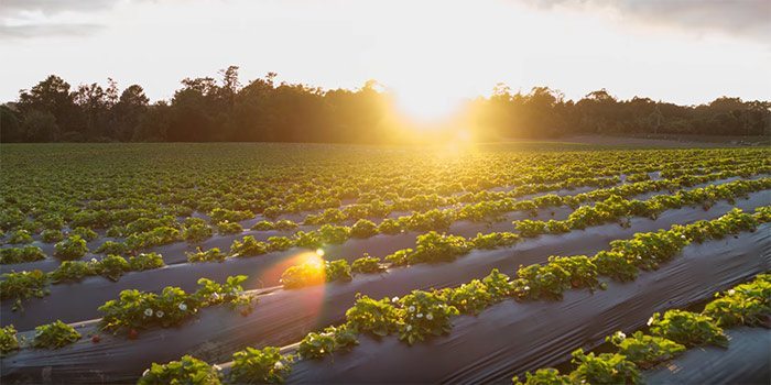 organic strawberry farm