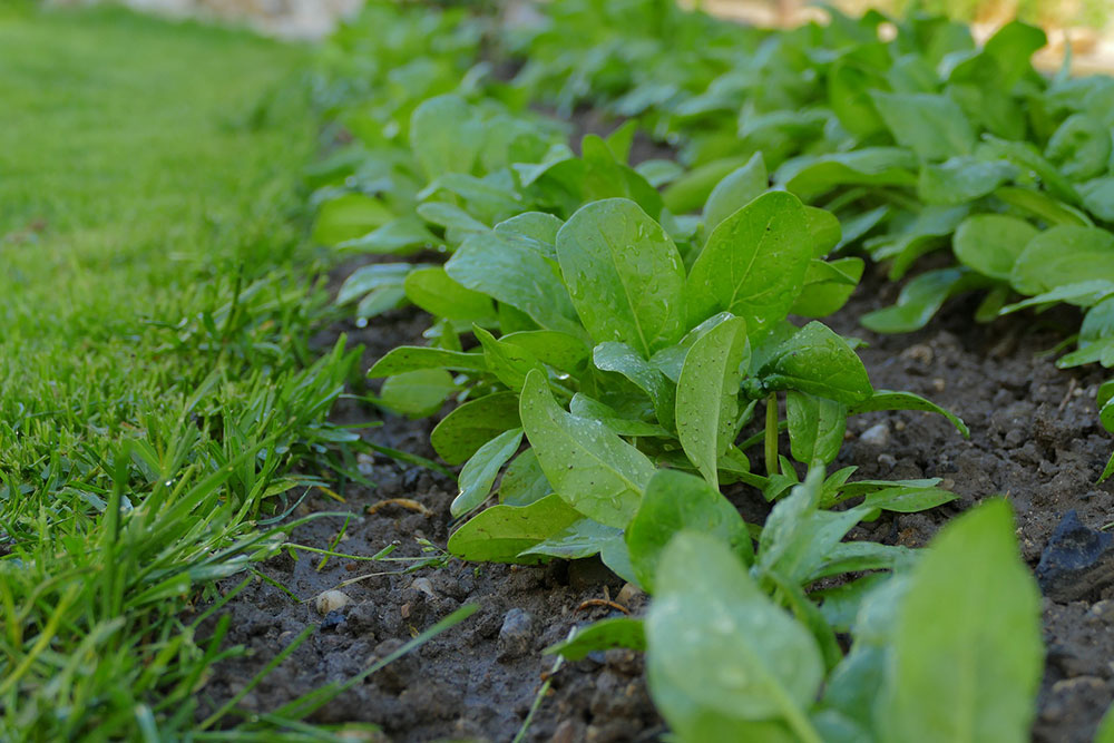 Subsistence farming in cold climates