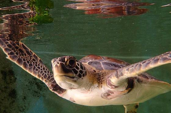 Sea Turtle Hospital