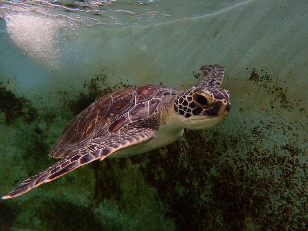 Sea Turtle in Flagler Beach
