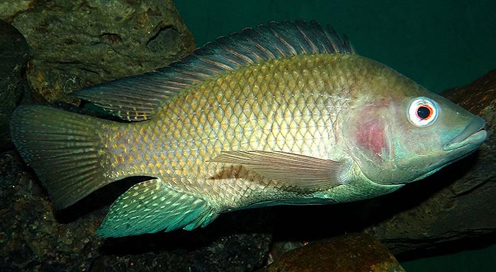 tilapia